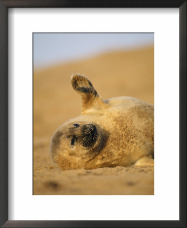 Grey Seal Pup 'Waving' Paw, England, Uk by Niall Benvie Pricing Limited Edition Print image
