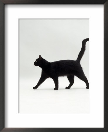 Black Cat (Felis Catus) Walking Profile by Jane Burton Pricing Limited Edition Print image