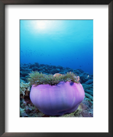 Magnificent Anemone Shelters Pink Anemonefish, Malaysia by Doug Perrine Pricing Limited Edition Print image