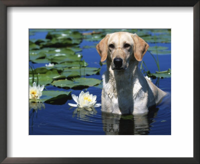 Labrador Retriever Dog In Lake, Illinois, Usa by Lynn M. Stone Pricing Limited Edition Print image