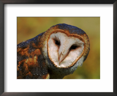 Barn Owl Portrait by Lynn M. Stone Pricing Limited Edition Print image