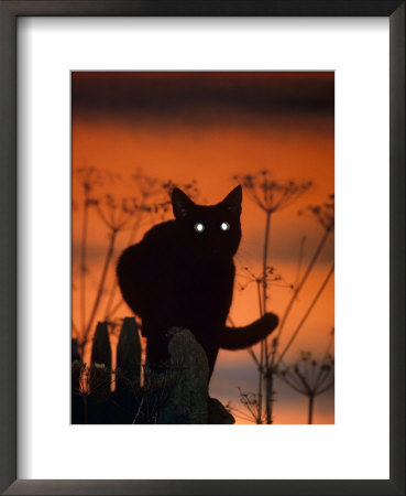 Black Domestic Cat, Silhoutte At Sunset With Eyes Reflecting Light by Jane Burton Pricing Limited Edition Print image