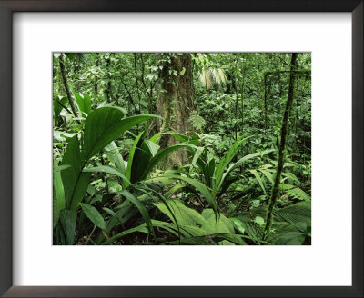 Tropical Rainforest Interior, Carara Natural Reserve, Costa Rica by Juan Manuel Borrero Pricing Limited Edition Print image