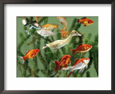 Duckling Swims Underwater Among Goldfish by Jane Burton Pricing Limited Edition Print image