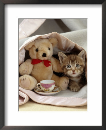 Domestic Cat, Brown Ticked Tabby Kitten, Under Blanket With Teddy Bear by Jane Burton Pricing Limited Edition Print image
