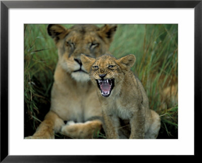 Two To Three Month Old Lion Cub With Lioness (Panthera Leo), Kruger National Park, South Africa by Steve & Ann Toon Pricing Limited Edition Print image