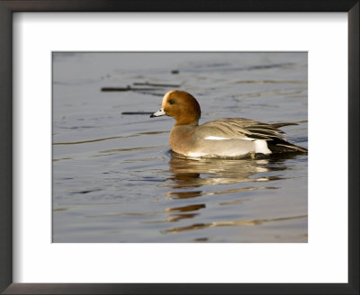 Wigeon, Male In Breeding Plumage, Uk by Mike Powles Pricing Limited Edition Print image