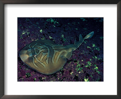 Eastern Fiddler Ray, Australia by David B. Fleetham Pricing Limited Edition Print image