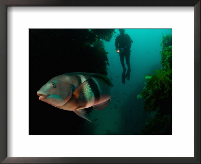 Sandagers Wrasse And Diver, New Zealand by Tobias Bernhard Pricing Limited Edition Print image