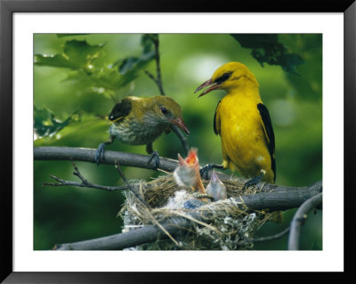 Golden Orioles Feeding Their Nest Of Hungry Chicks by Klaus Nigge Pricing Limited Edition Print image