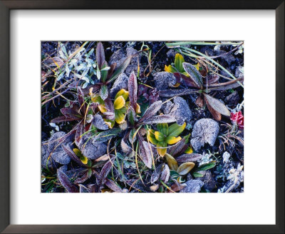 Colourful Wildflowers Covered With Frost, Nyalam, Tibet by Richard I'anson Pricing Limited Edition Print image
