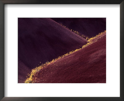 Flowers In The Gullies, Painted Hills, John Day Fossil Beds National Monument, Oregon, Usa by Charles Sleicher Pricing Limited Edition Print image