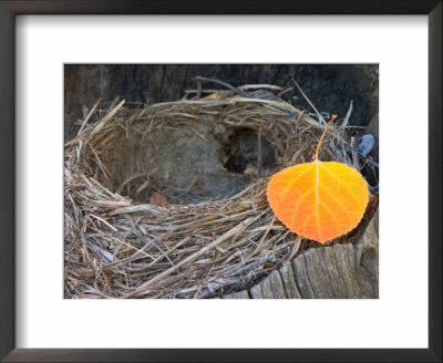 Birds Nest In Aspen Forest Near The Richardson Highway, Alaska, Usa by Julie Eggers Pricing Limited Edition Print image