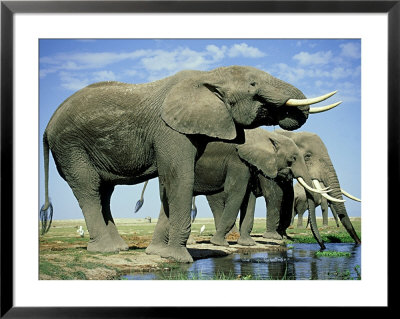 African Elephant, Amboseli National Park, Kenya by Martyn Colbeck Pricing Limited Edition Print image