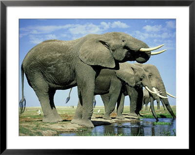 African Elephant, Amboseli National Park, Kenya by Martyn Colbeck Pricing Limited Edition Print image