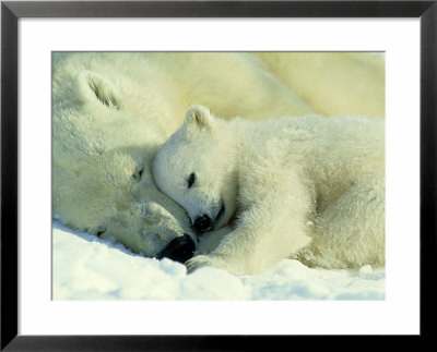 Polar Bear, Ursus Maritimus With 2-3 Month Old Cub by Norbert Rosing Pricing Limited Edition Print image
