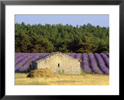 Stone Building In Lavender Field, Plateau De Sault, Haute Provence, Provence, France, Europe by Guy Thouvenin Pricing Limited Edition Print image