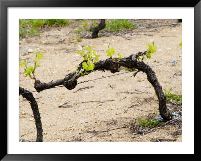 Vineyard Of Pierre Gaillard In Malleval, Rhone Valley, France by Per Karlsson Pricing Limited Edition Print image