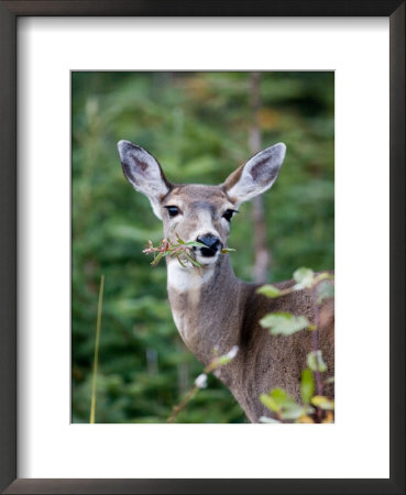 A Deer Eats A Mouthful Of Leaves While Looking Curiously At You by Taylor S. Kennedy Pricing Limited Edition Print image