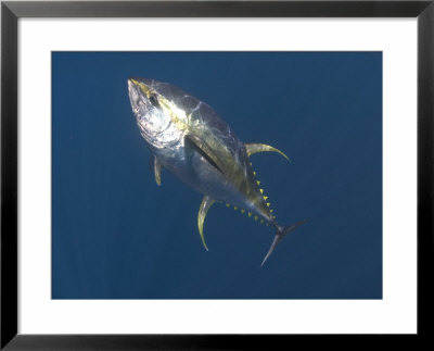 Yellowfin Tuna, Free Swimming, South Africa, Atlantic Ocean by Chris And Monique Fallows Pricing Limited Edition Print image