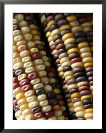 Close View Of Rows Of Multi-Colored Kernels In Autumns Indian Corn by Stephen St. John Pricing Limited Edition Print image