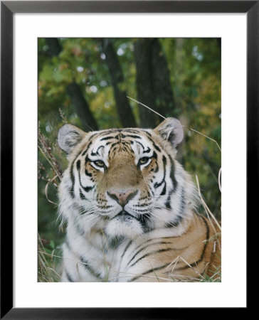 A Portrait Of An Adult Siberian Tiger by Dr. Maurice G. Hornocker Pricing Limited Edition Print image