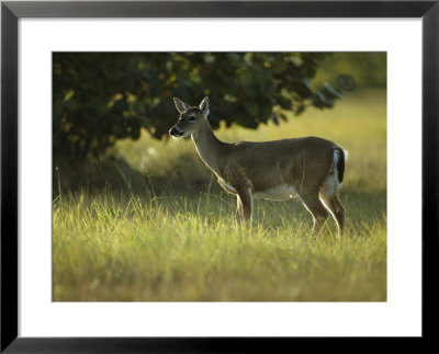 Florida Key Deer In Its Grassland Habitat by Klaus Nigge Pricing Limited Edition Print image
