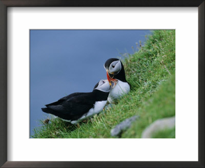 Puffin Pair (Fratercula Artica) Billing, Shetland Islands, Scotland, Uk, Europe by David Tipling Pricing Limited Edition Print image
