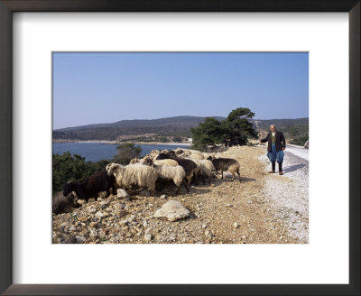 Shepherd And Sheep, Island Of Skiros, Sporades, Greece by Storm Stanley Pricing Limited Edition Print image