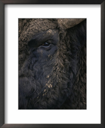 Close-Up Face Of European Bison {Bison Bonasus) by Pete Cairns Pricing Limited Edition Print image