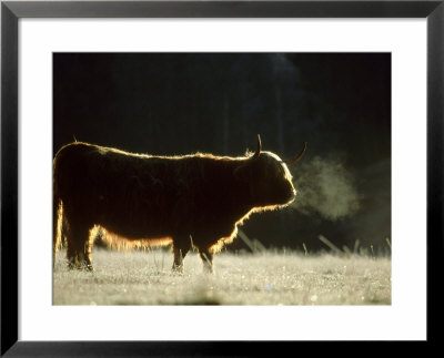 Highland Cow Backlit On Frosty Autumn Morning, November Cai Rngorms National Park, Scotland by Mark Hamblin Pricing Limited Edition Print image