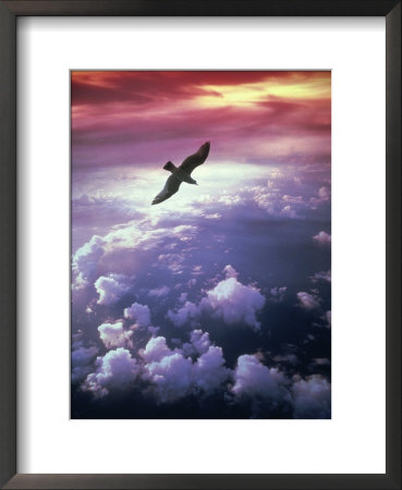 Seagull Flying Above The Clouds by Richard Stacks Pricing Limited Edition Print image