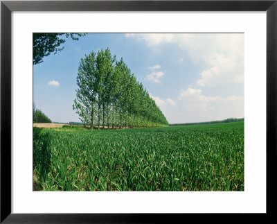 Poplar Trees Acting As Windbreak On Typical Flat Fenlands Cambridgeshire by Robert Estall Pricing Limited Edition Print image