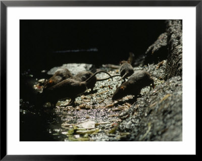 Group Of Rats Forage In A Gutter, India by James L. Stanfield Pricing Limited Edition Print image