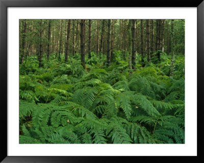 Forest Ferns by Norbert Rosing Pricing Limited Edition Print image