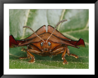 Magnified Close-Up Of A Rust-Colored, Crablike Tortoise Beetle by Paul Zahl Pricing Limited Edition Print image