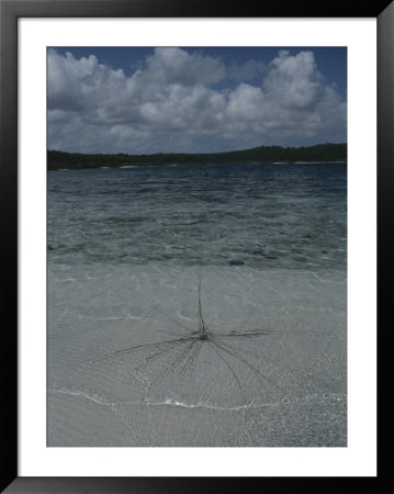 View Of The Clear Waters Of Lake Mckenzie by Sam Abell Pricing Limited Edition Print image