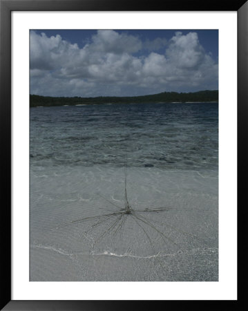 View Of The Clear Waters Of Lake Mckenzie by Sam Abell Pricing Limited Edition Print image