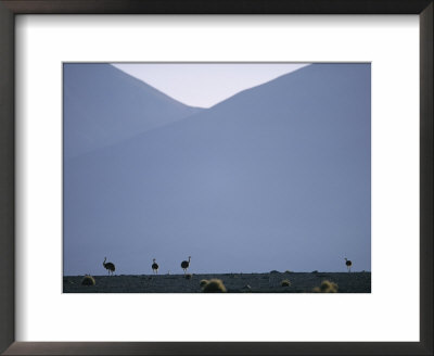 Ostriches In The Atacama Desert by Joel Sartore Pricing Limited Edition Print image