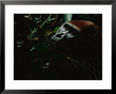 A Gorilla (Gorilla Gorilla Gorilla) Hiding Deep In The Foliage by Michael Nichols Pricing Limited Edition Print image