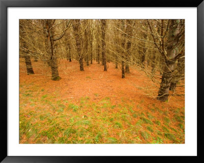 Trees With Bare Branches In Fall, Rural New England, Maine, Usa by Joanne Wells Pricing Limited Edition Print image