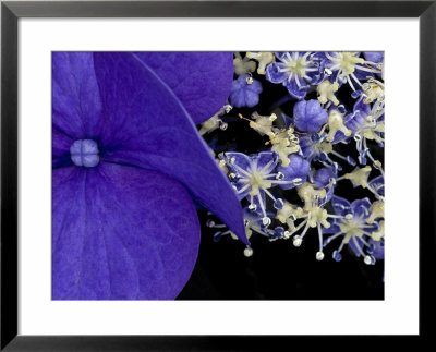 Close-Up Of Hydrangea, Seattle, Washington, Usa by Nancy & Steve Ross Pricing Limited Edition Print image