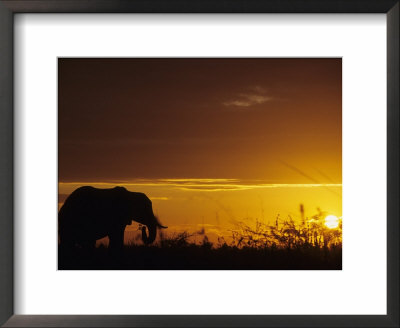 Elephant Grazing At Sunset, Tarangire National Park, Tanzania by John & Lisa Merrill Pricing Limited Edition Print image