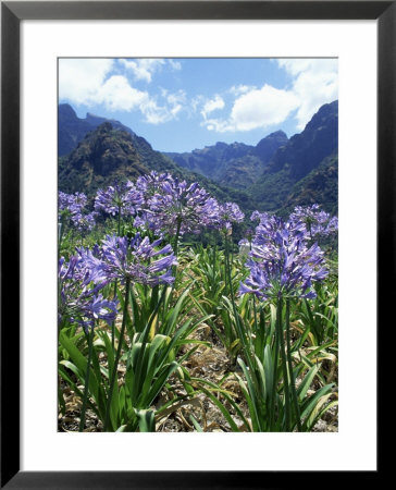 Agapanthus Flowers Near Serra De Agua, Madeira, Portugal by Hans Peter Merten Pricing Limited Edition Print image