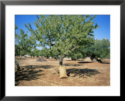 Olive Grove, Puglia, Italy by Oliviero Olivieri Pricing Limited Edition Print image