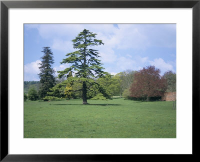 Cedar, Deodar Tree, Croft Castle, Herefordshire, England, United Kingdom by David Hunter Pricing Limited Edition Print image