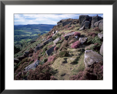 Heather And Rocky Terrain, Froggatt Edge, Derbyshire, England, United Kingdom by David Hunter Pricing Limited Edition Print image