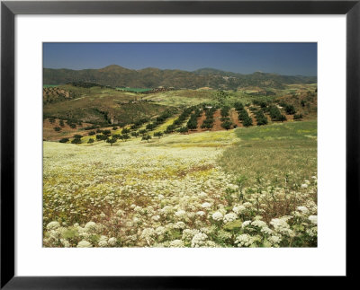 Landscape Near Velez Malaga, Andalucia, Spain by Michael Busselle Pricing Limited Edition Print image