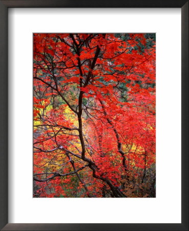 Colourful Leaves On Trees, Zion National Park, Utah, Usa by Rob Blakers Pricing Limited Edition Print image