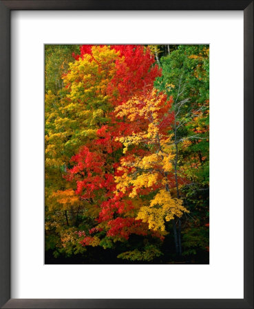 Autumn Colours In Marquette County, Usa by Charles Cook Pricing Limited Edition Print image